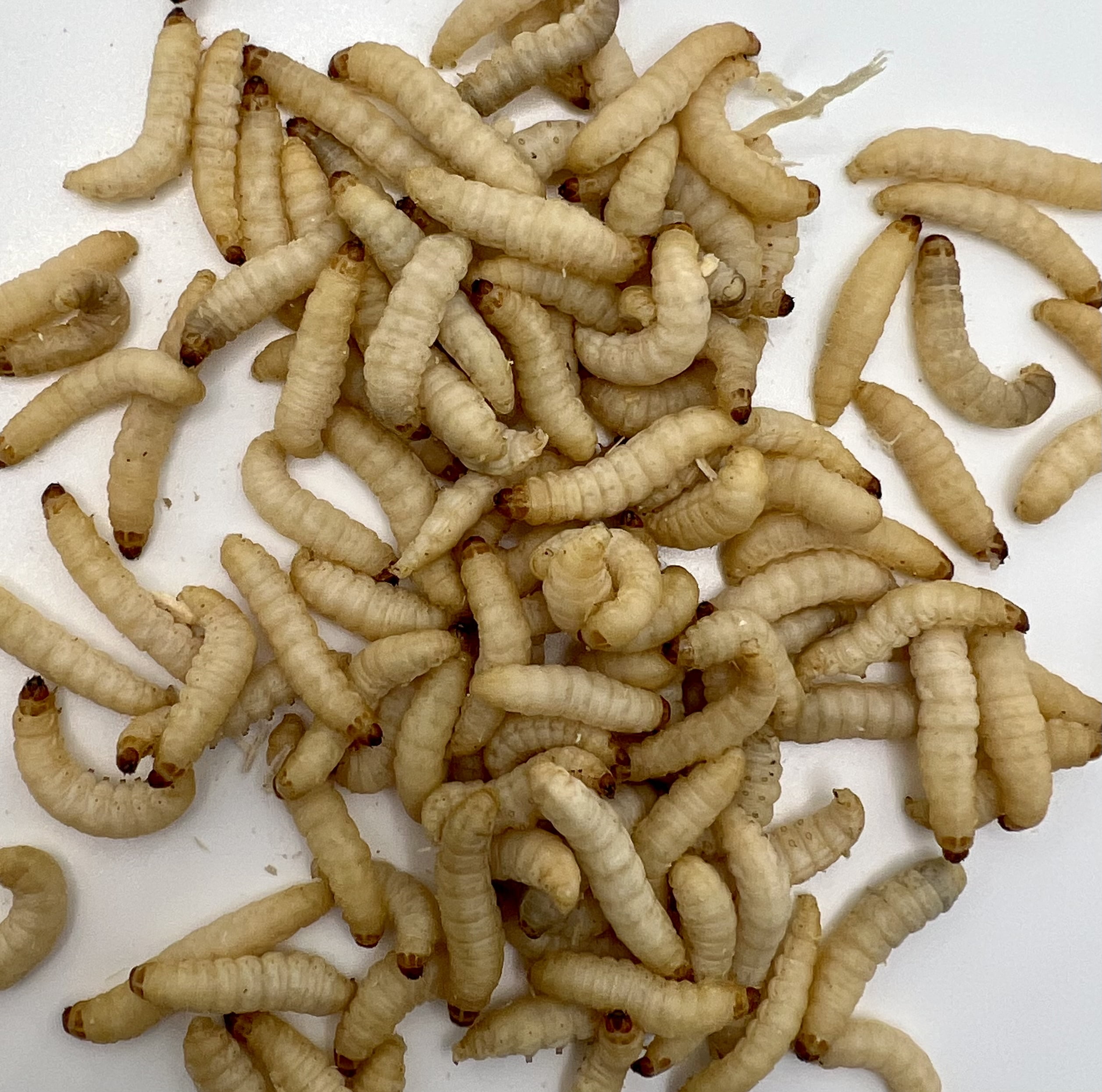 Speedy Worm Live Wax Worms 250 Count / Fishing Bait, Reptile Food