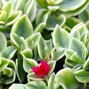 Aptenia Cordifolia Variegata, Dorotheanthus Crystal, Baby Sun Rose - Pot Size: 3 (2.6x3.5) - Colorful Foliage, Plants