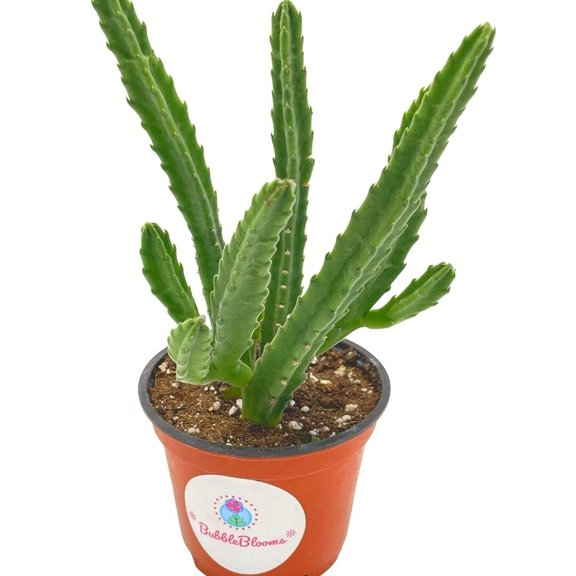 BubbleBlooms Stapelia leendertziae Black Bell Carrion Flower. Maroon Cup Starfish, 4 inch Pot
