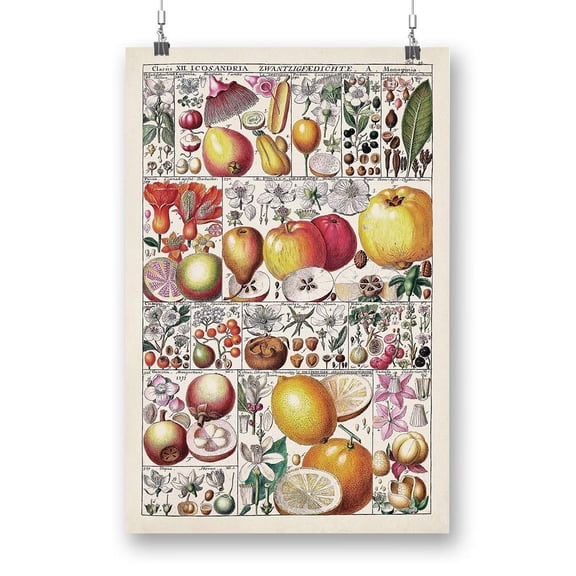 Fruit Chart Poster - Vision Studio Designs,