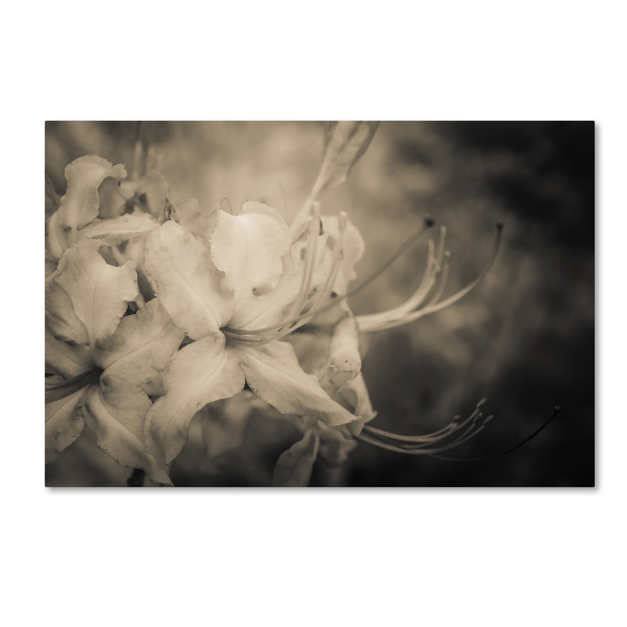 Trademark Fine Art 'Sepia Aged Rhododendron Blooms' Canvas Art by PIPA Fine Art
