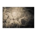thumbnail image 2 of Trademark Fine Art 'Sepia Aged Rhododendron Blooms' Canvas Art by PIPA Fine Art, 2 of 4