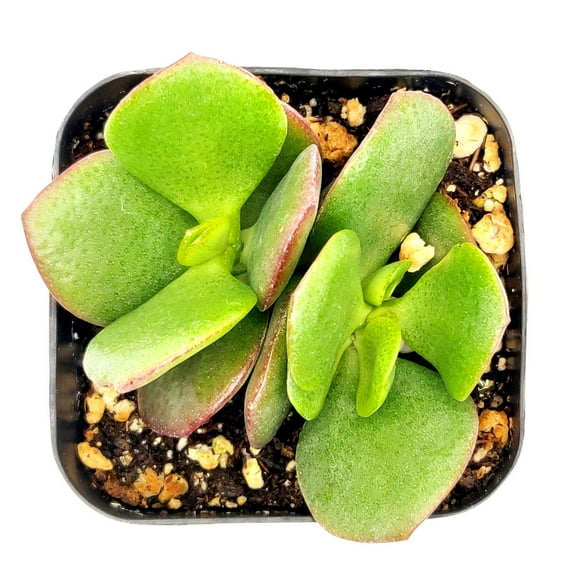 Crassula Ovvata Obliqua Jade Plant Succulent (2" Plastic Pot) - Tiny, Lovely, Easy to Care Succulent for Beginners - Live Healthy Succulent for Home Office