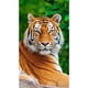 thumbnail image 1 of Cuadros Decorativos Diamond Painting 5D DIY Tiger Full Round Drill Rhinestone Kit (A4020) Likrtyny embutido en tela, 1 of 6