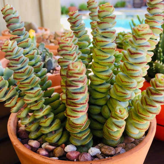 Baby Necklace, Crassula Rupestris, Rare Succulent, Live Plant in 4'' pot