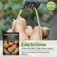 thumbnail image 3 of 3 Packs Butternut Winter Squash - Non-GMO Heirloom Seeds - Full Sun Annual Vegetable, 3 of 6