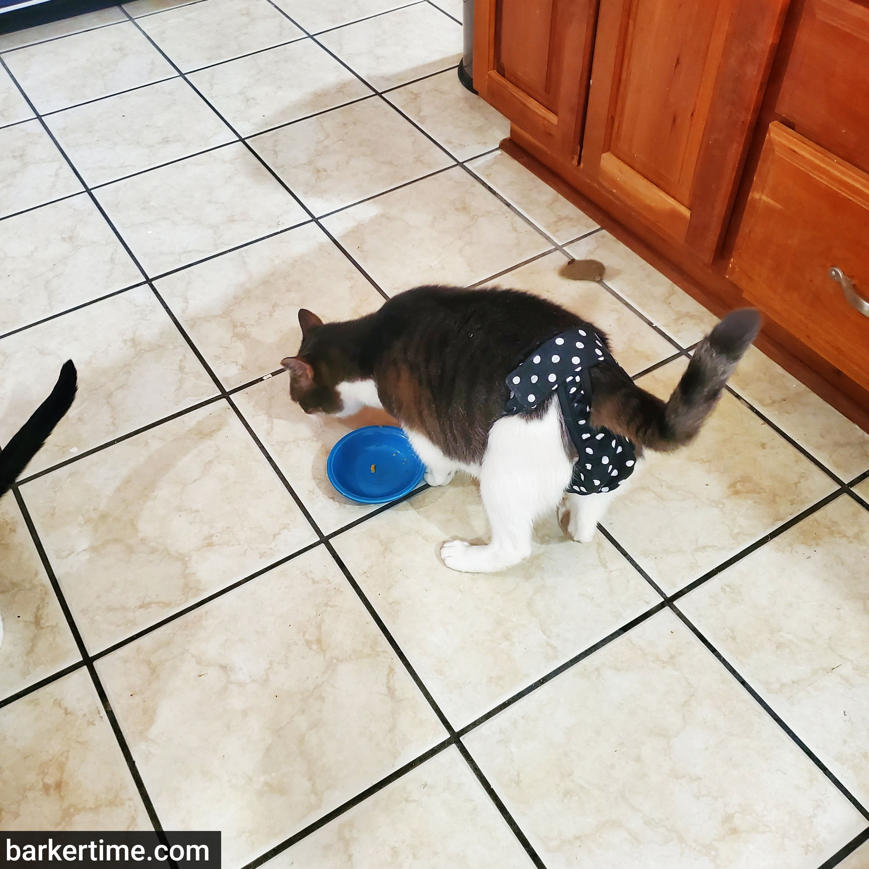 Barkertime White Polka Dot on Black Cat Diaper Pull-up