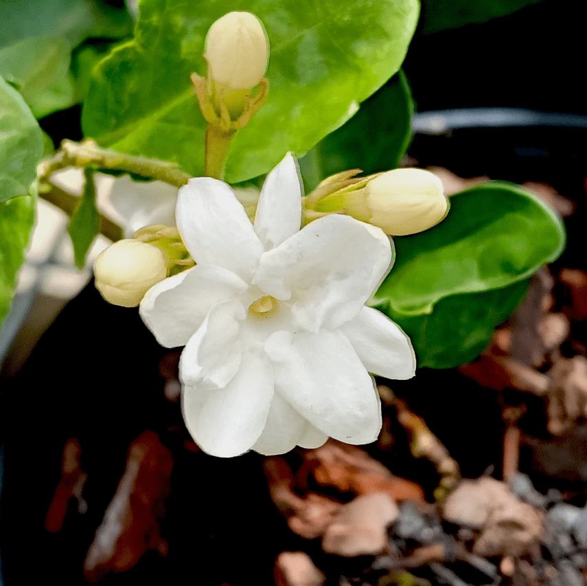 Orleans Sambac Jasmine Live Plant for Planting, Maid of Orlean Jasmine Live Plants, Jasmine Well Rooted, White Jasmine Flower Plants Tree, 4 to 6 Inch Tall, Ship No Pot