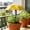 Yellow, variant on Secfreeship Adjustable Ground Stake Plant Parasol, UV Heat Insulation Mini Umbrella, Waterproof Polyester Shade for Cactus Herb Balcony Gardening, 10.6"x13.7"