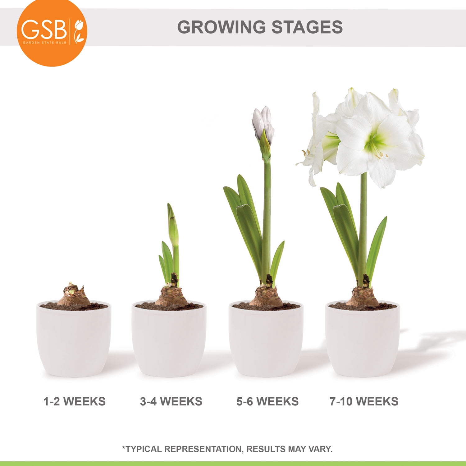 Garden State Bulb White Christmas Amaryllis Flower Bulb, 28/30cm (Bag of 3)