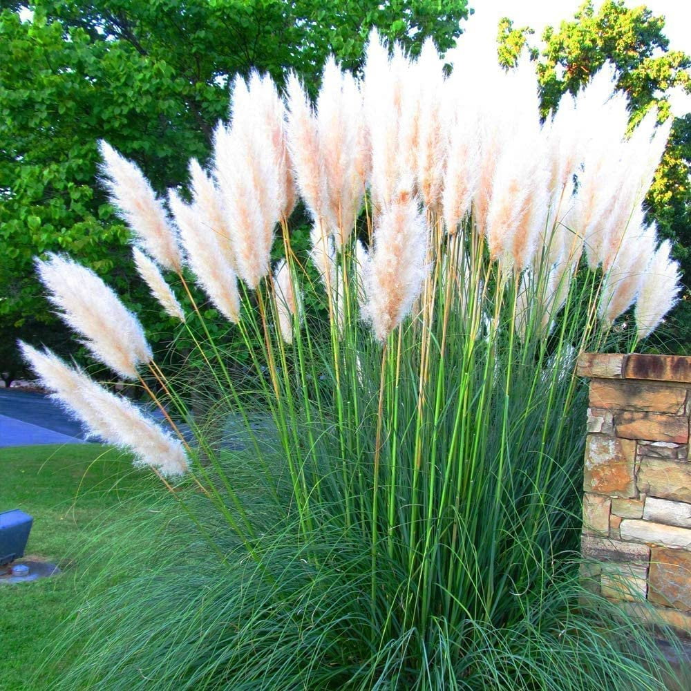 Pampas Grass  Cortaderia Selloana  3 Live Plants  Flowering Ornamental Foliage