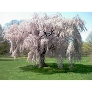 Expert Gardener 5.5G Weeping Cherry Flowering Tree Live Plant