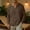 Brown, variant on Men's Summer T-Shirt Cotton Linen Hippie Shirt V-Neck Lazy Beach Yoga Top Size 4XL Gray