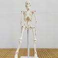 thumbnail image 4 of YAOMOBB Sturdy Mini Skeleton Model Mini Human Skeleton Model Body Flexible Joints Great Teaching Tool School Removable Skull, 4 of 6
