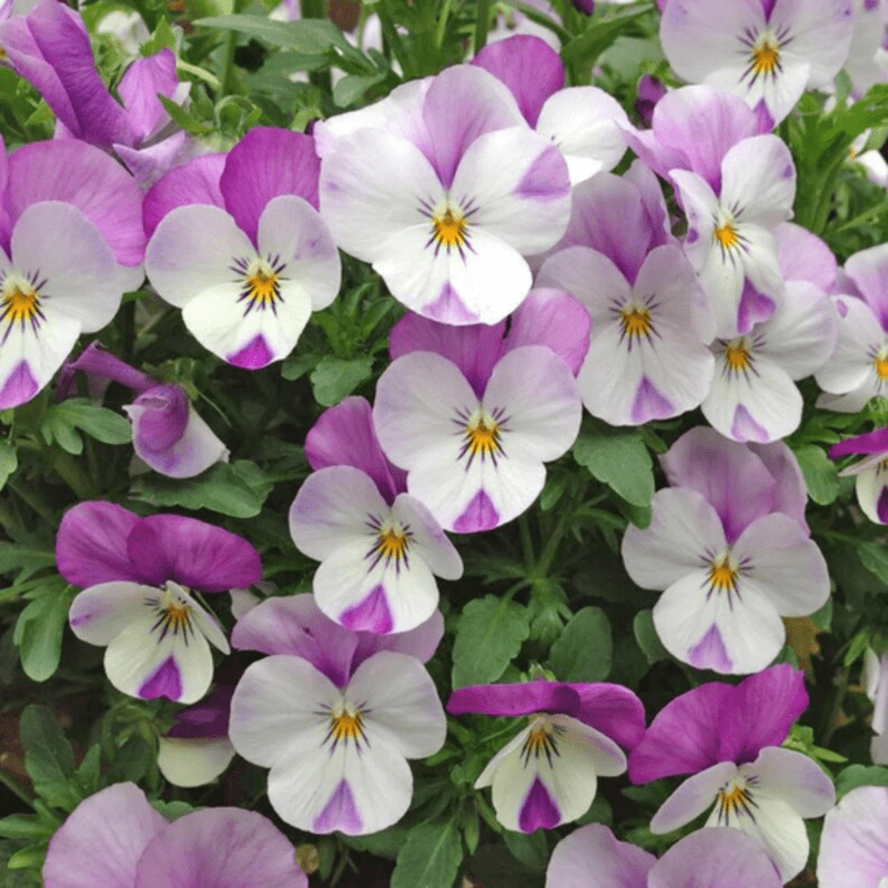 25 Sorbet Pink Wing Viola Seeds