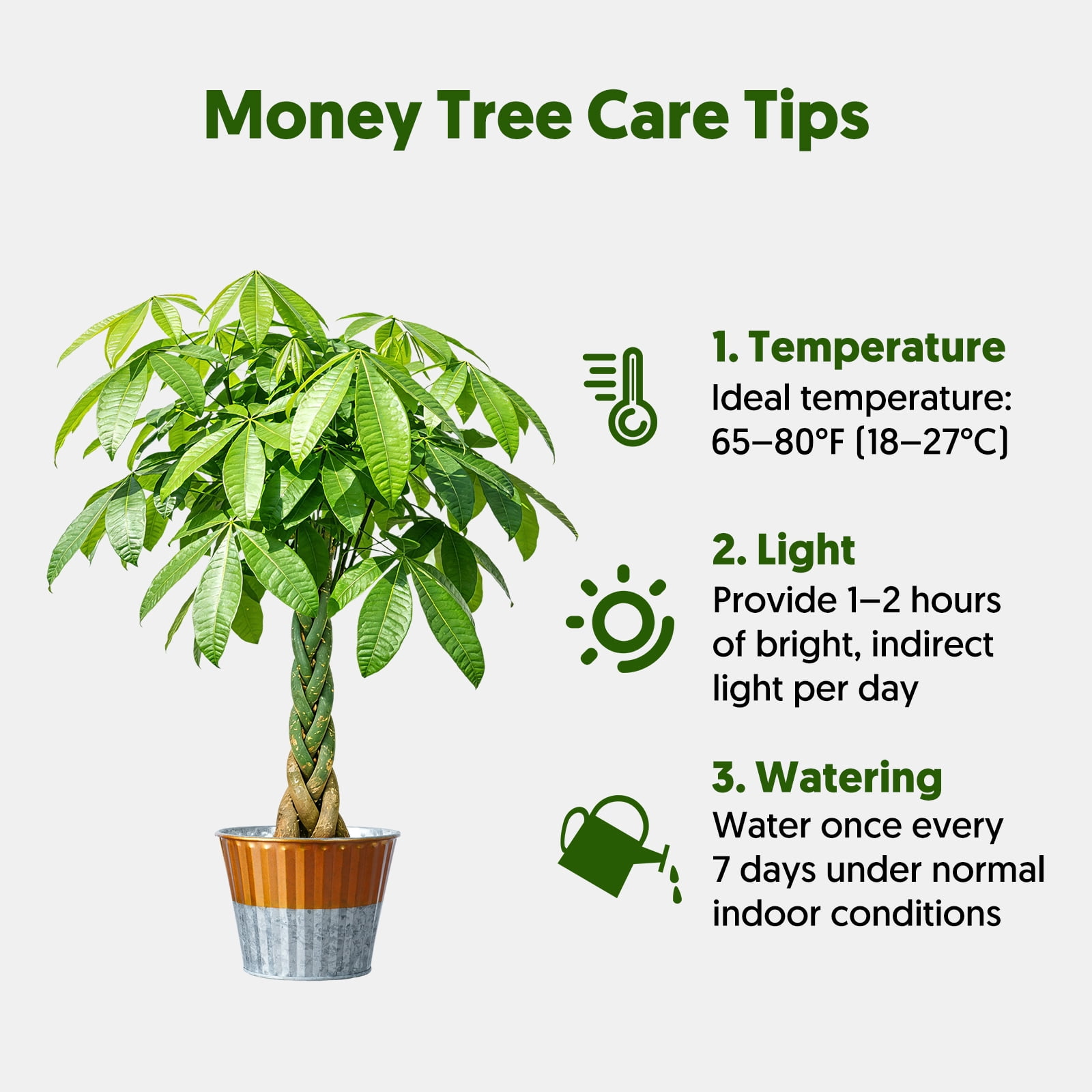 8“-12" Tall Pachira Braided Money Tree, Live Plants Easy to Grow Houseplant, Indoor Bonsai,Gift for Mom