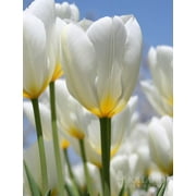 Purissima Tulip Value Bag (14 Bulbs) | Premium Pack of Dutch Grown Tulip Bulbs | Perennial Purissima Tulip Flower Bulbs