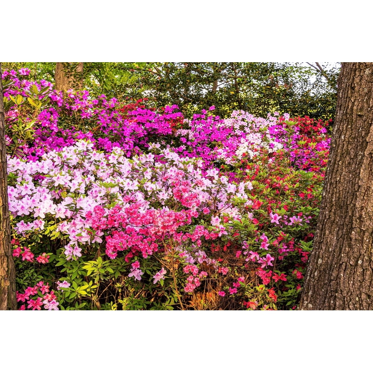 Mixed Colors Azalea Rhododendron spp. Red, Pink, Purple, White