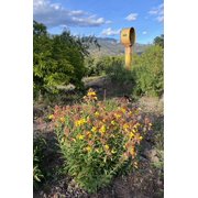 Plant Good Seed Large Flowered / Magic Evening Primrose Seed Packet Perennial Yellow Flower Full Sun