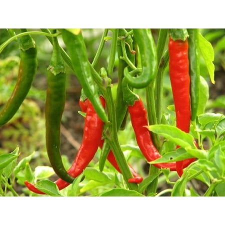 Cayenne Pepper Plants Thai Gong Bao Pepper Plant - Non-GMO - Two (2) Live Plants - Not Seeds -Each 4