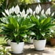 thumbnail image 1 of Macetas artificiales de exterior con plantas y estacas, flores de plástico realistas para paisajismo, decoración de jardín y eventos al aire libre., 1 of 6