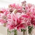 thumbnail image 2 of Lilium Oriental Roselily Isabella 3 Flower Bulbs - Summer Pink Pollen-Free Blooms in Sun, 2 of 4