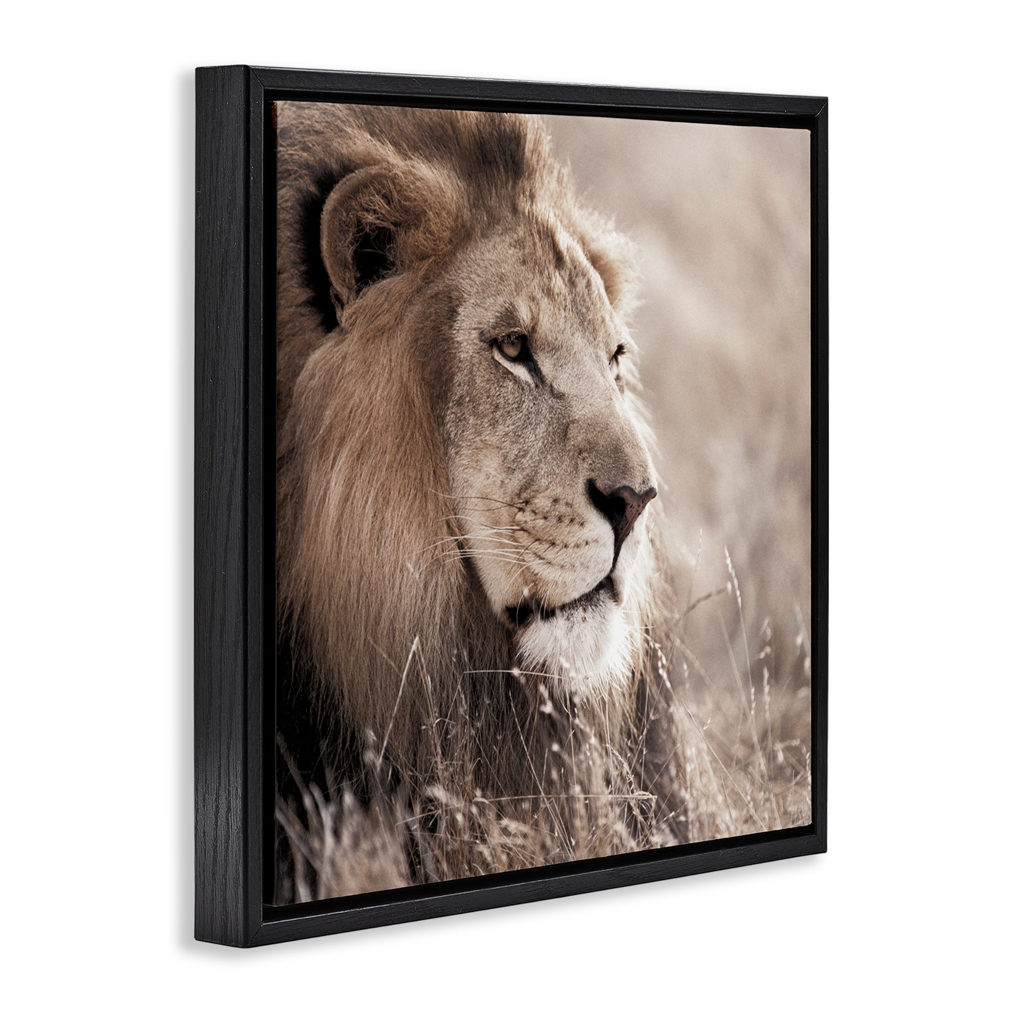 Stupell Industries Strong Gazing Lion Animals & Insects Photography Black Floater Framed Canvas Art Print Wall Art, 18 x 18