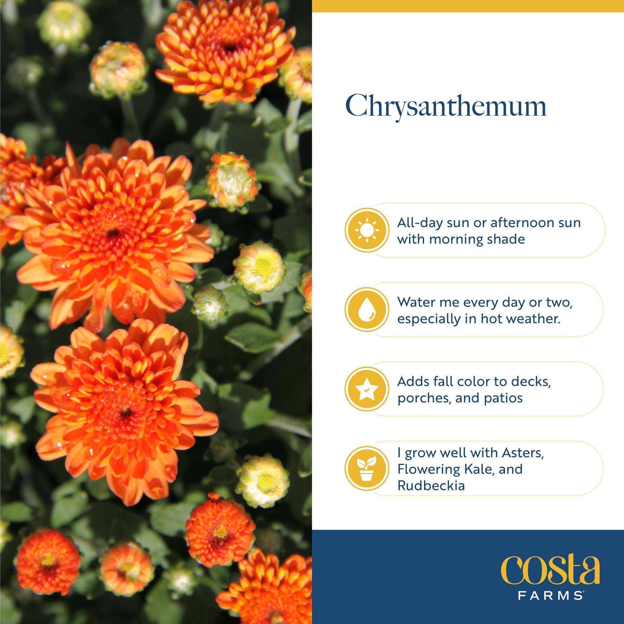 Costa Farms 1-Qt Yellow Mums Chrysanthemum, Full Sun, Outdoor Live House Plants, 2-Pk