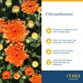 thumbnail image 5 of Costa Farms 1-Qt Orange Mums Chrysanthemum, Full Sun, Outdoor Live House Plants, 8-Pk, 5 of 9
