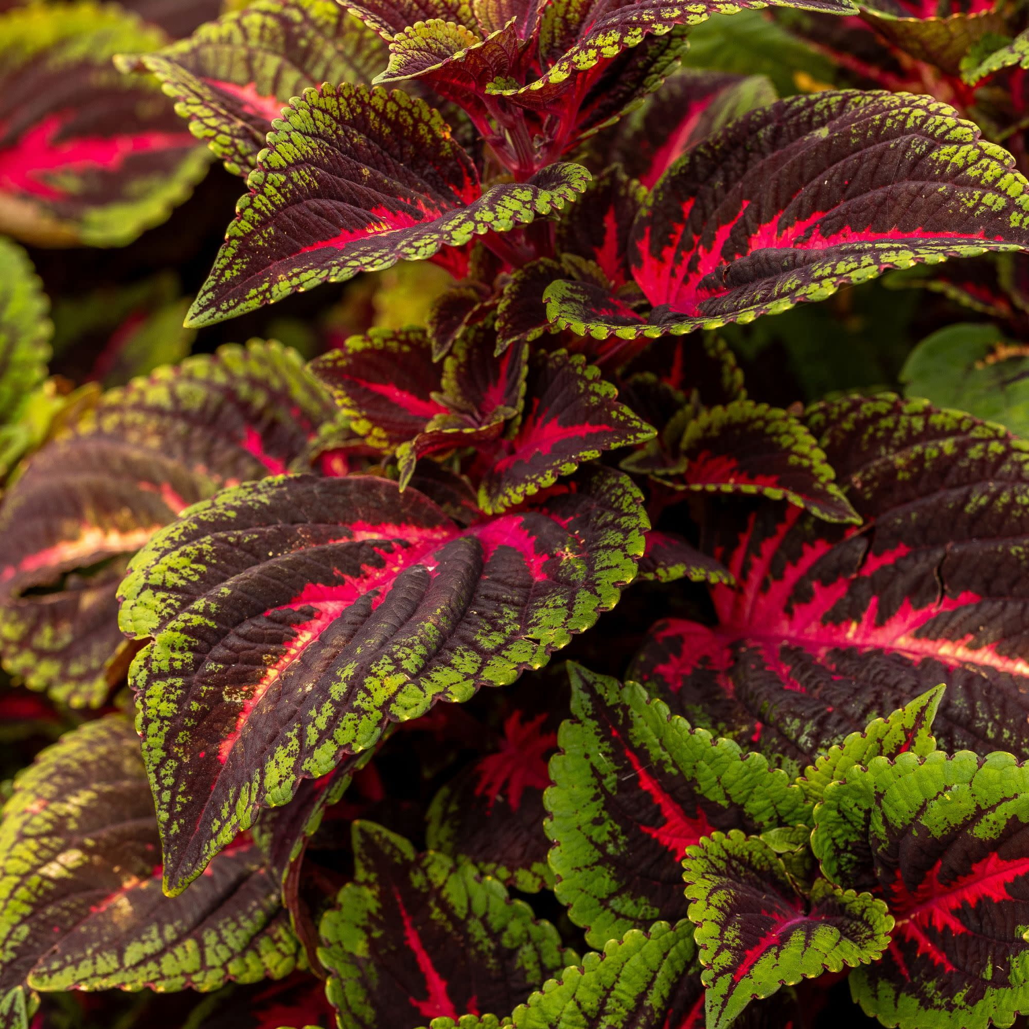 Proven Winners 4" ColorBlaze Torchlight Coleus Live Plant in 4.25" Pot (4 Count)