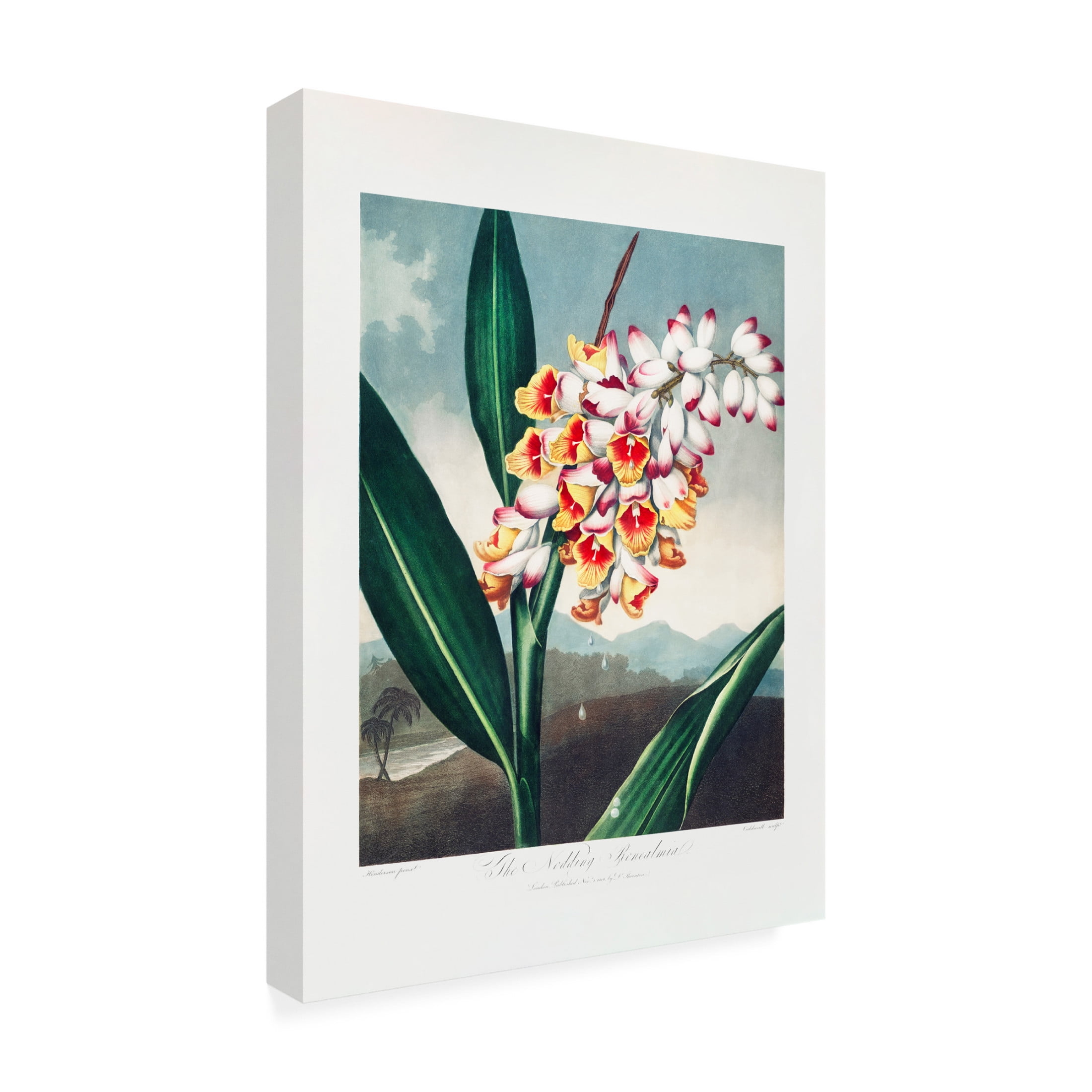 Trademark Fine Art Pictufy The Nodding Renealmia from The Temple of Flora 1807 Canvas Wall Art