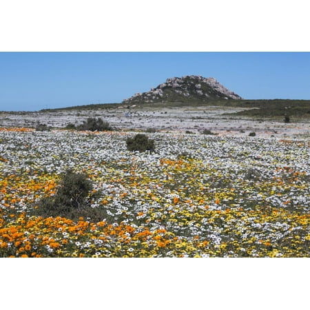 Spring Wild Flowers, Postberg Section, West Coast National Park, Western Cape, South Africa, Africa Print Wall Art By Ann & Steve