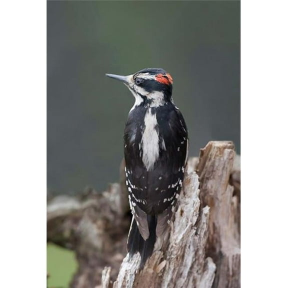 Posterazzi PDDCN02CSL0069 British Columbia Downy Woodpecker Bird Poster Print by Charles Sleicher - 19 x 28 in.