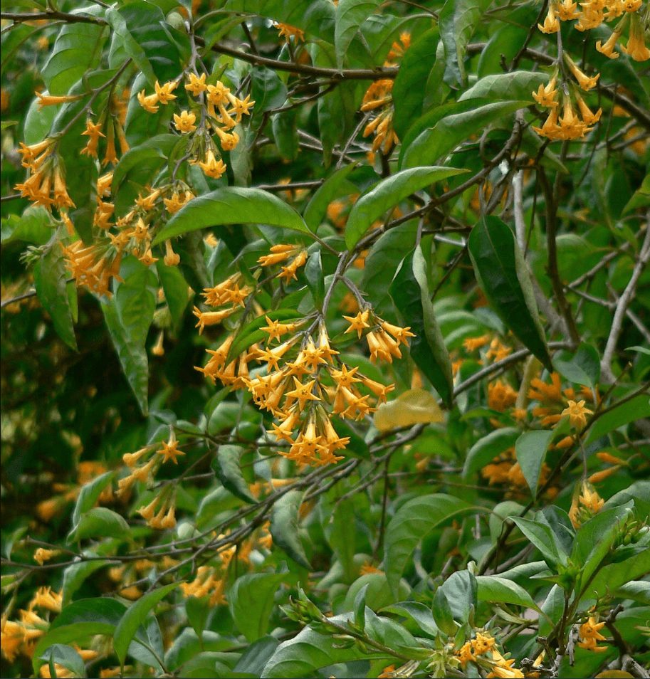 Orange Zest Live Plant for Planting, Rare Night-Blooming Jasmine Cestrum Aurantiacum Plant Jasmine Flower Plant, 4 to 6 Inch Tall, Ship No Pot