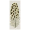 thumbnail image 2 of Incado 11x14 Black Ornate Wood Framed with Double Matting Museum Art Print Titled - Feather 10, 2 of 4