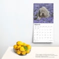 thumbnail image 5 of Old English Sheepdogs | 2025 12x24" (Hanging) Square Wall Calendar | BrownTrout, 5 of 9