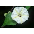 thumbnail image 3 of 50 MOONFLOWER MORNING GLORY White Moon Flower Ipomoea Alba Flower Vine Seeds, 3 of 10