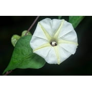 50 MOONFLOWER MORNING GLORY White Moon Flower Ipomoea Alba Flower Vine Seeds