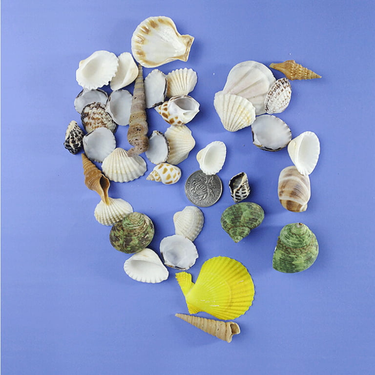 Lot FL Iridescent Shiny Florida Pen Sea Shells Seashells Crafting Crafts  Decor
