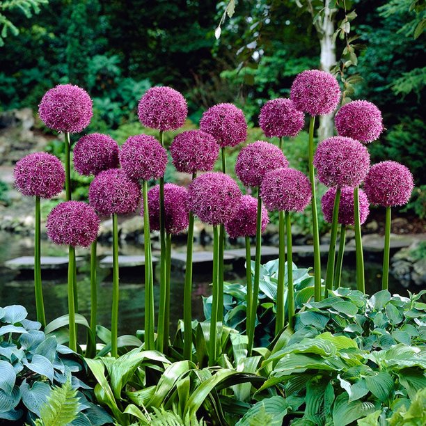 Allium Bulbs (Giant) Globemaster 4 Bulbs Purple Flower Bulbs