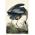 thumbnail image 2 of Audubon, John James 23x32 White Modern Wood Framed Museum Art Print Titled - Great blue Heron, 2 of 4