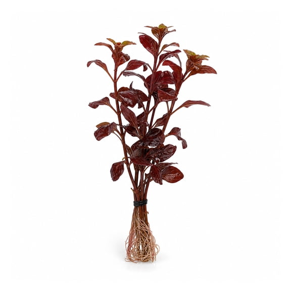 Canton Aquatics Ludwigia Repens Dark Red Live Aquarium Plant, 3 Stems, 5-8 Inch