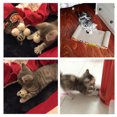 thumbnail image 2 of 4PCS Chat Boule Jouet Créatif Interactif Drôle Toile Chat Chaton Jouet, 2 of 6