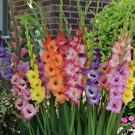 EuroBlooms Gladiolus Pastel Mix 24 Flower Bulbs