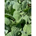thumbnail image 2 of Plant Good Seed Vates Collard Seeds for Planting: Cold Hardy Southern Green, 150 Seed Packet, 2 of 2