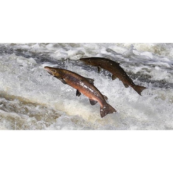 Salmon Jumping Photo License Plate