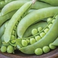 thumbnail image 4 of Burpee Organics Super Snappy Pea Seeds - Non-GMO, Snap Pea, Organic Vegetable Gardening Seeds, 21g, 1-Pack, 4 of 6