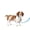 Blue, variant on PetSafe Easy Walk Comfort No-Pull Dog Harness, 5 Adjustement points, Large, Blue