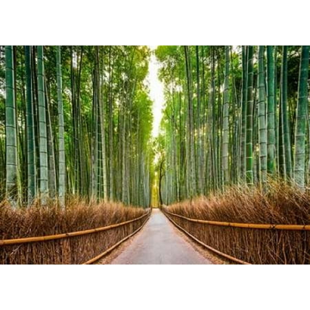 Bamboo Forest- Kyoto- Japan Poster Print by Pangea
