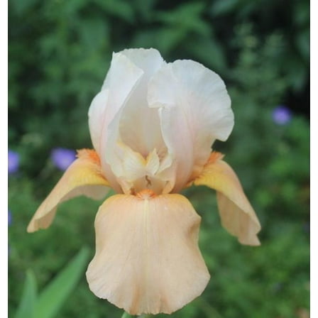 2 Invitation Iris - Iris Reblooming Bareroot Tall Bearded Iris